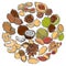 Illustration of nuts and seeds collection circle. Pattern of pecan, cashew, almond in circle form. Different nuts