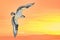Illustration of an Osprey flying into a brilliant orange sunset