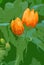 Illustration of a Pair of Orange Tulips in the Garden