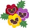 The illustration of pansies