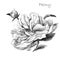 Illustration, pencil sketch. Peony flower. Freehand drawing of a flower