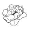 Illustration with peony flower isolated on white background. Hand drawn line art ink and peonies in graphic style