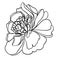 Illustration with peony flower isolated on white background. Hand drawn line art ink and peonies in graphic style