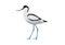 Illustration of a pied avocet, Recurvirostra avosetta