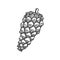 Illustration Pine cone.