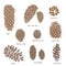 Illustration of Pinecones collection isolated