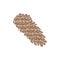 Illustration of pinecones isolated on white