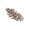 Illustration of pinecones isolated on white
