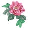 Illustration of Pink Chinese Flower