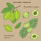 Illustration of plants phyllanthus emblica and terminalia arjuna
