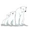 Illustration of polar bear animal wildlife