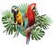 Illustration polygonal drawing of two macaw birds