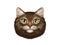 Illustration portrait of a cute cat, brown tabby. A cat looking straight, detailed drawing. Pet head