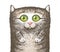 Illustration of a portrait of a gray striped cute cat on a white background. Texture drawing