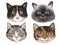 Illustration of portraits of cats, a set of different faces of cats. funny cute hand drawn drawings