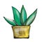 Illustration of a potted flower in a pot. image of medicinal aloe on a white background