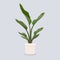 Illustration potted palm for the interior. Isolated.