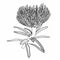 Illustration of Pprotea, Leucospermum flower. African exotic plant. Flower bud in a simple style.