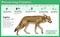 illustration preserving coyotes in wildlife illustration