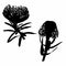 Illustration of a Protea, Leucospermum flower set black silhouette. African exotic plant.