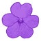 The illustration of a purple flower of garden balsamine Impatiens parviflora. Drawing - Vector - Cartoon.