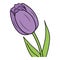 Illustration of a purple tulip