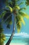 Illustration real coconut tree with beach blue sea and blue sky detail image.