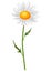 Illustration of realistic chamomile. Beautiful flower.