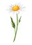 Illustration of realistic chamomile. Beautiful flower.