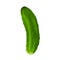 Illustration with a realistic cucumber on a white