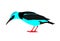 Illustration of a red-legged honeycreeper, Cyanerpes cyaneus