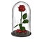 Illustration of a red rose in a glass flask.