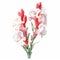 Illustration Of Red And White Gladiolus Flowers In The Style Of Zinaida Serebriakova