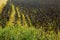 Illustration of scenics fields with ripe sunflowers