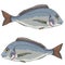 Illustration of sea bream fish in pairs