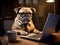 Illustration of a serious dog working on a laptop at the office. French bulldog office clerk sitting in armchair in the office