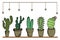 illustration, a set of multi-colored different cacti in flowerpots