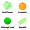 Illustration. Set of vegetables. cauliflower, pumpkin, Head of cabbage, Squash