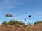 Illustration of several butterflies flying over sand dunes in late afternoon light