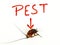 An illustration showing cockroach as pest