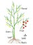 An illustration showing parts of a asparagus plant.