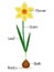 An illustration showing parts of a daffodil plant.