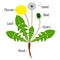 An illustration showing parts of a dandelion plant.