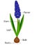 An illustration showing parts of a muscari blue grape hyacinth plant.