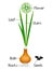 An illustration showing parts of a onion plant.