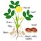 An illustration showing parts of a peanut plant.