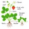 An illustration showing parts of a strawberry plant.