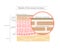 Illustration showing the structure of the stratum corneum.English notation