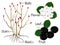 The illustration shows part of the black chokeberry Aronia melanocarpa plants.