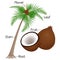 The illustration shows part of the coconut plant.